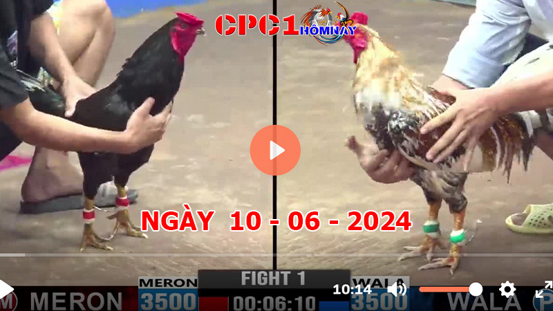 Đá gà CPC1 ngày 10-06-2024