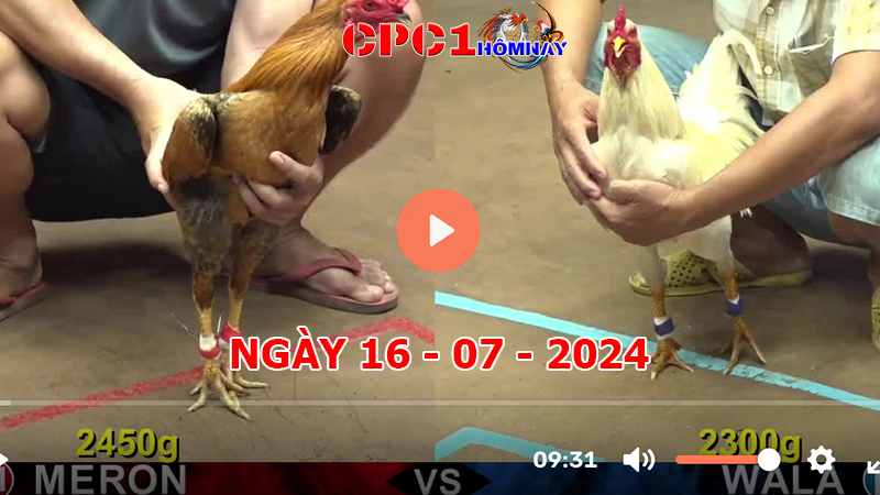 Đá gà CPC1 ngày 16-7-2024