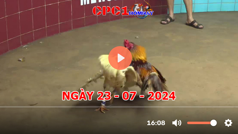 Đá gà CPC1 ngày 23-7-2024