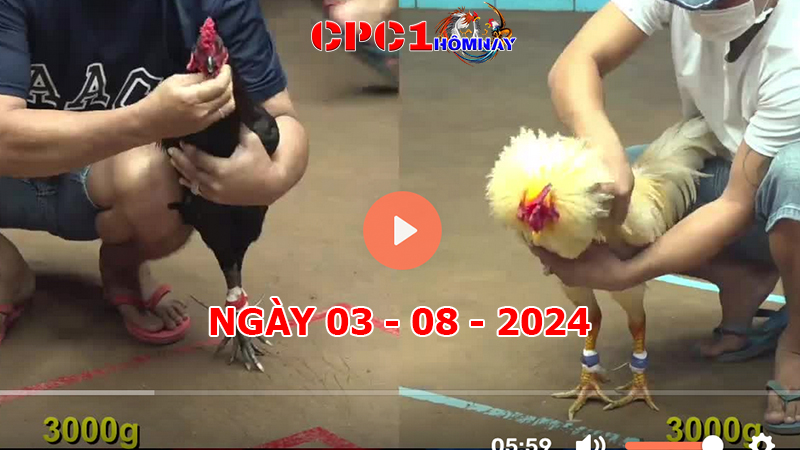 Đá gà CPC1 ngày 03-8-2024