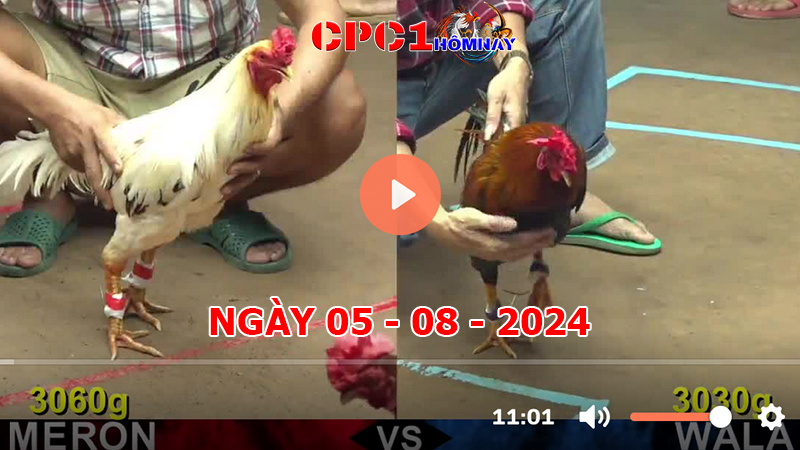 Đá gà CPC1 ngày 05-8-2024