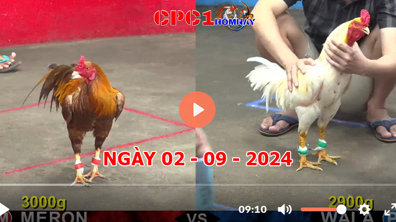 Đá gà CPC1 ngày 02-9-2024