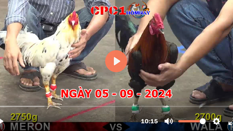 Đá gà CPC1 ngày 05-9-2024