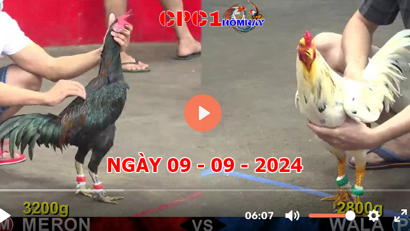 Đá gà CPC1 ngày 09-9-2024