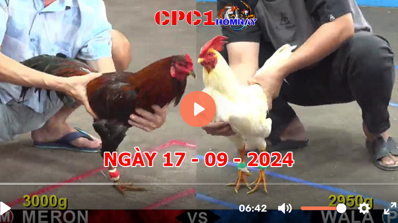 Đá gà CPC1 ngày 17-9-2024