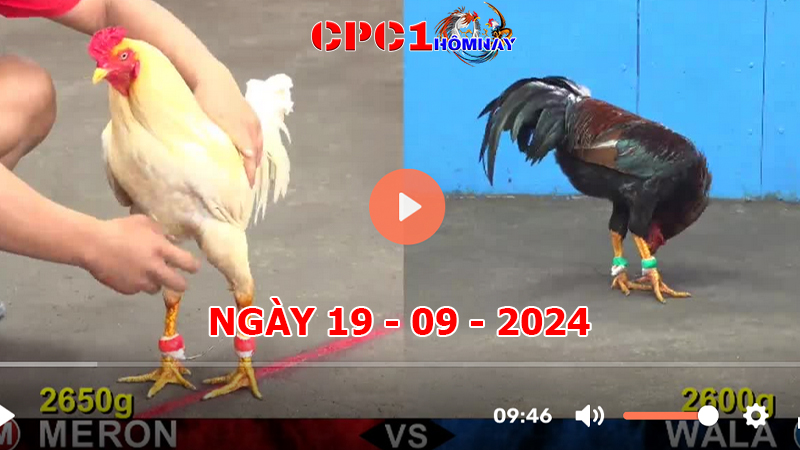 Đá gà CPC1 ngày 19-9-2024