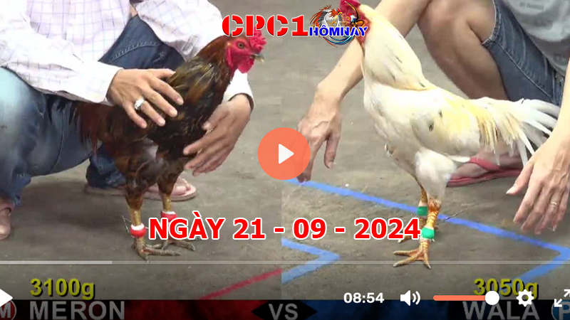 Đá gà CPC1 ngày 21-9-2024