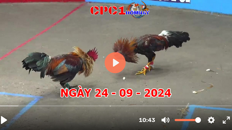 Đá gà CPC1 ngày 24-9-2024