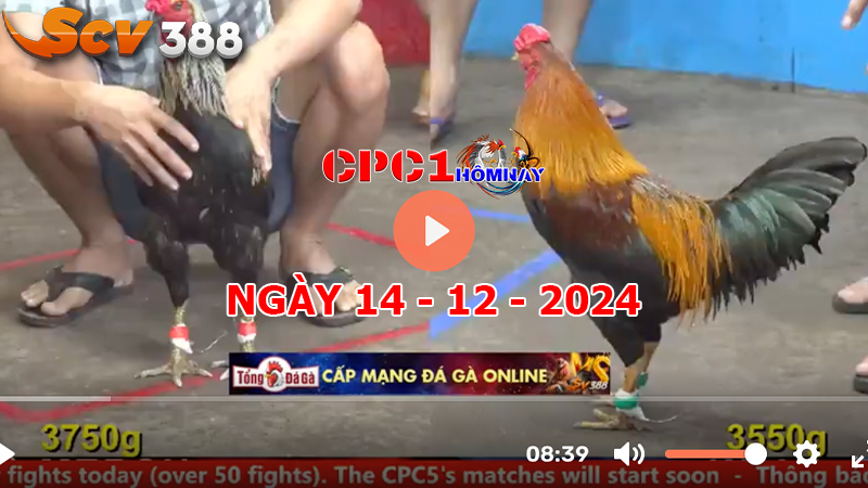 Đá gà CPC1 ngày 14-12-2024