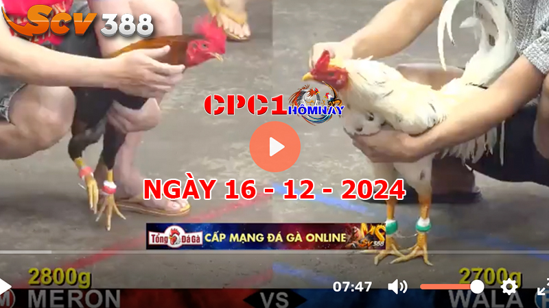 Đá gà CPC1 ngày 16-12-2024