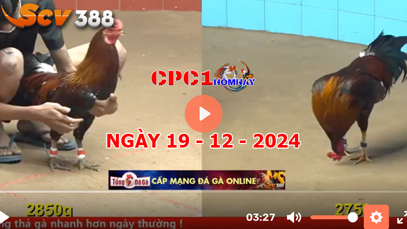 Đá gà CPC1 ngày 19-12-2024