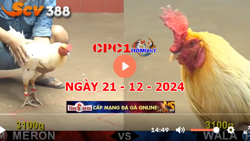 Đá gà CPC1 ngày 21-12-2024