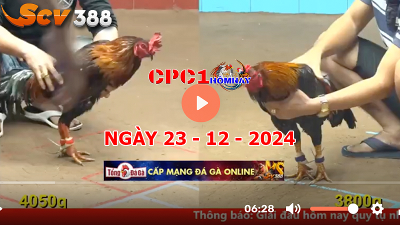 Đá gà CPC1 ngày 23-12-2024