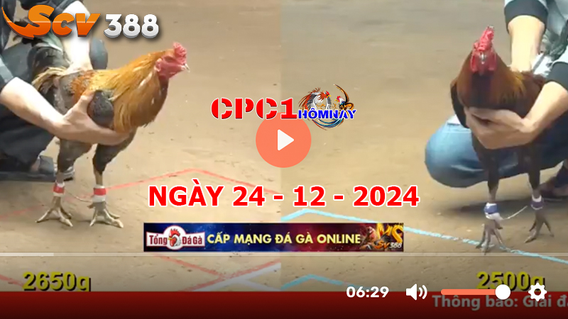 Đá gà CPC1 ngày 24-12-2024