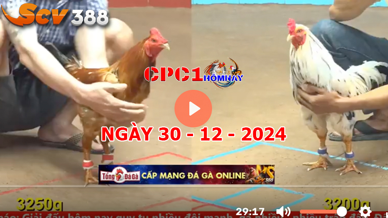 Đá gà CPC1 ngày 30-12-2024