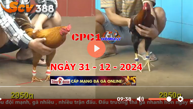 Đá gà CPC1 ngày 31-12-2024